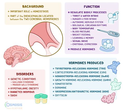 Hypothalamus Function hormones and disorders