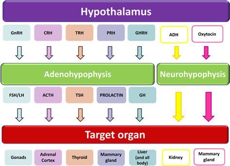 Hypothalamus Hormone Chart