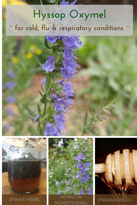 Hyssop Oxymel: A Cold, Flu and Bronchitis Home Remedy