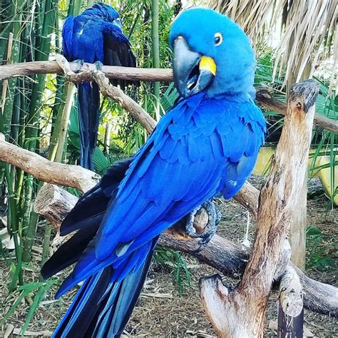 Hythian macaw for sale. Hyacinth Macaw Parrot Tail Feathers . New list: Close Add to List. Email a friend. ... [ITEMPRICE] [ITEMPRICE] Original price [ITEMSALEPRICE] Sale. Clear 