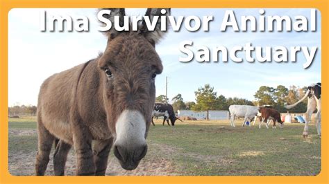 I%27m a survivor donkey and farm animal sanctuary. Exciting times at the farm! We present to you "Ima Survivor Sanctuary" hoodies! We’ve been asked how and where to get these warm, fuzzy, and stylin' sweatshirts/hoodies we wear in our videos. Well, wait no more.. today is THE day. P.S. Lester's overalls, not included haha! P.P.S. Thank you so much for loving and supporting the animals. 