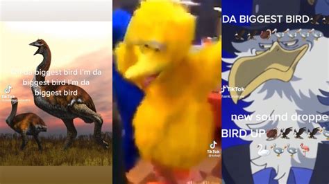 I'm the biggest bird tiktok. TikTok video from Im the biggest bird🔥🦜🦜 (@1he_biggest_birds). original sound - Im the biggest bird🔥🦜🦜. 