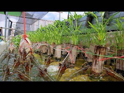 I Built Backyard Aquaponics System for Crawfish Raising and White ... - raincitystudios.com