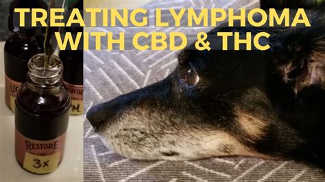 I Cured My Dog Of Lymphoma Cbd Oil