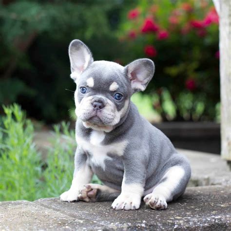 I Want A French Bulldog Puppy