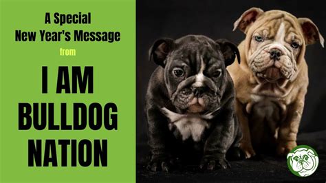 I am bulldog. 9 thg 3, 2021 ... At I AM BULLDOG, we have been breeding and enjoying English bulldogs for 25 years. Our mission is breeding healthy bulldogs for the family ... 