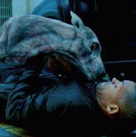 I am legend dog death scene. .  <a href=https://dev-connect.elody.ai/ai2ox/index.p...
