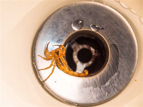 I did not need to see that SCORPION in my bathroom sink just now.