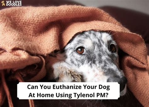  How to Euthanize a Dog with Tylenol PM. Tylenol PM is a sleeping pill that is highly effective for euthanasia. Below are the steps to euthanize a dog with Tylenol PM: Consult Veterinarian. This can help with prescription of the sleeping pills and the dosage to provide your dog and the doubts before hand. Make your dog feel at ease and peaceful. . 