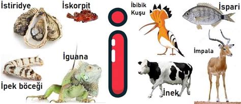 I harfi ile başlayan hayvan isimleri I ile başlayan hayvan adları. 