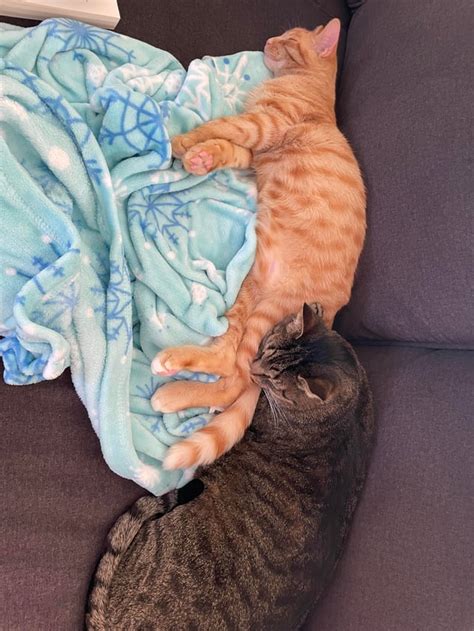 I hate my kitten.  Here&rsquo;s how Hell Nah lyrics by Rainbow Kitten Surprise (2025). 8K vie...