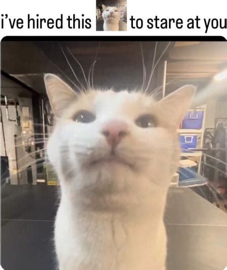 I hired this cat to stare at you. I Have Hired X to Stare at You is a phrasal template spawned by an exploitable GIF caption format that meme creators continuously inserted Staring Animals into, imagined to have been hired to stare at the meme's viewer. 