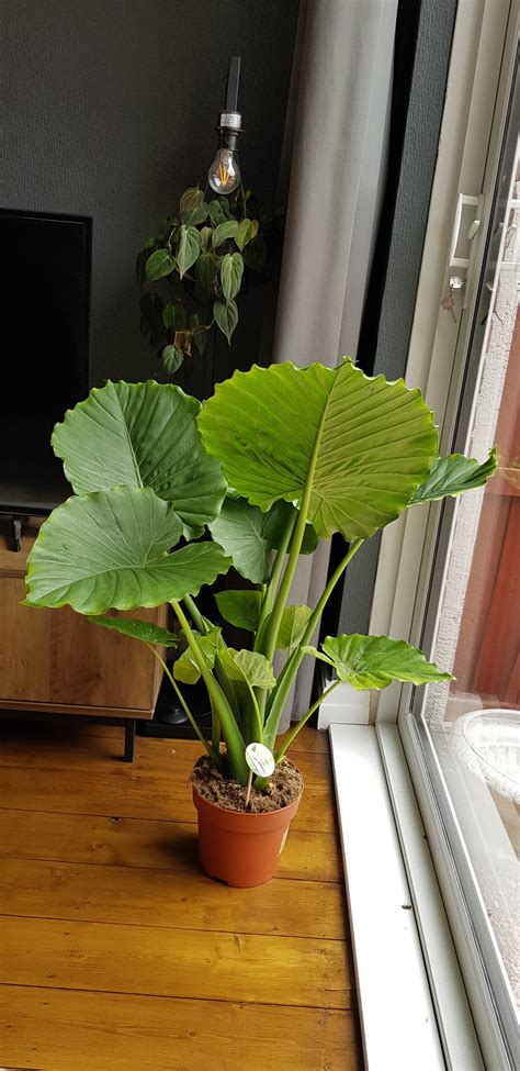 I learned the hard way not to order plants online. Going back to ...