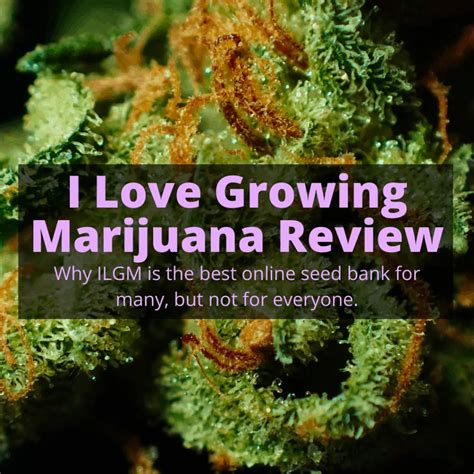 A Treasure Trove of Resources. One of the best things about ILGM is that it has tons of free online growing resources. From newbies to seasoned marijuana growers, you can find valuable insights into the successful germination of pot seeds. You'll have access to Marijuana Grow Bible, a free 70-page guide.