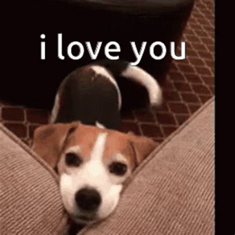 I love you dog gif. Instead of sending emojis, make it enjoyable by sending our Dog GIFs to your conversation. Share the extra good vibes online in just a few clicks now! Happy GIFgiving! Dancing Dog Hot Dog Happy Dog Sleepy Dog Cute Dog Dog Birthday Smile Dog Happy Birthday Dog Christmas Dog Smiling Dog. 101 Dalmatians GIFs. Animal GIFs. 