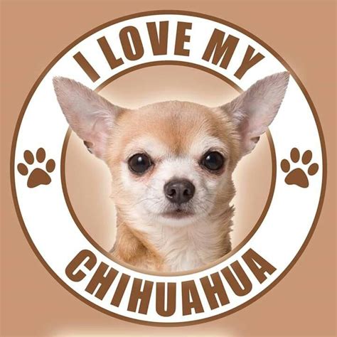 I luv chihuahuas. Conclusion. Many times, the reasons people dislike or hate Chihuahuas are assumptions created from stereotypes that they have heard, not based upon actual experience with the breed or real facts. It may be very difficult to hear someone speak unkindly about the breed of dog that you love so much! To fight the stereotype, train and socialize ... 
