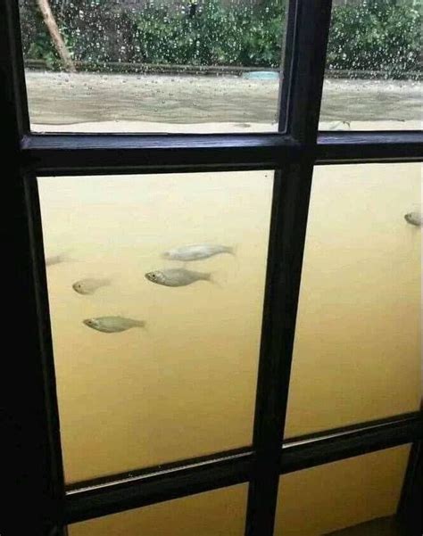 I mean, this is not aquarium... : r/oddlyterrifying - Reddit