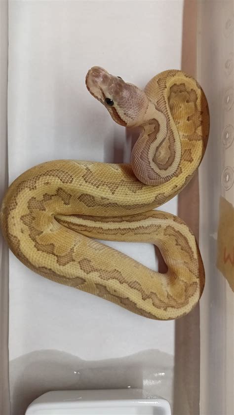 I need to ship my ball python cross country, help please.