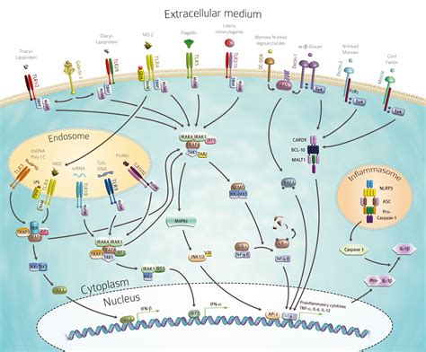 I pathways. Several miRNAs are induced by TLR and RIG-I activation in myeloid cells and act as feedback regulators of TLR and RIG-I signaling. In this review, we comprehensively discuss the recent understanding of how miRNA networks respond to TLR and RIG-I signaling and their role in the initiation and termination of inflammatory responses. 
