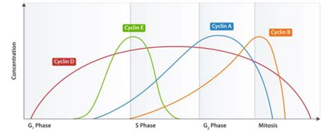 IB Biology Topic 1 Flashcards Quizlet