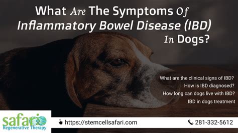 IBD in Dogs NaturalPet.Health