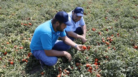 ICL Türkiye: Mahsuller, bitkiler ve çim için gelişen çözümler. 