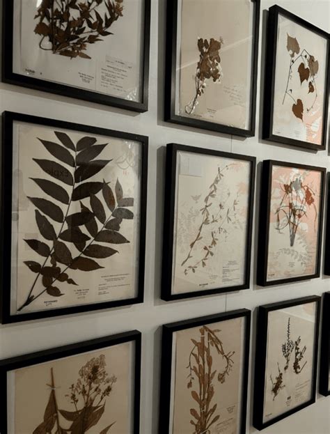 Ideas for Decorating with Herbarium Art and Specimens - muktibox.com