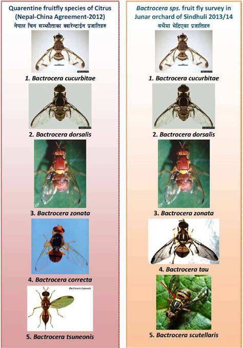Identification and abundance of fruit fly species (Bactrocera mcgregori ... - raincitystudios.com