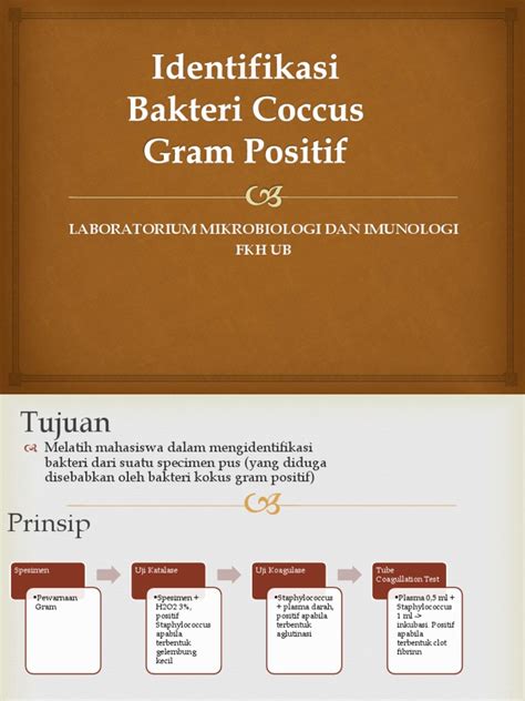 Identifikasi Bakteri Coccus Gram Positif | PDF - Scribd - muktibox.com