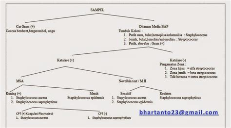 Identifikasi Bakteri Gram Positif dan Negatif | PDF - Scribd - muktibox.com