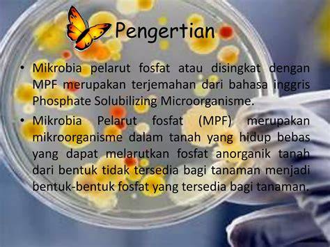IDENTIFIKASI MIKROBA POTENSIAL SEBAGAI PELARUT FOSFAT … - raincitystudios.com