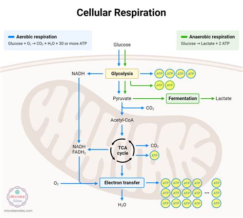 Identify Cellular Respiration Components... | Practice Hub - muktibox.com