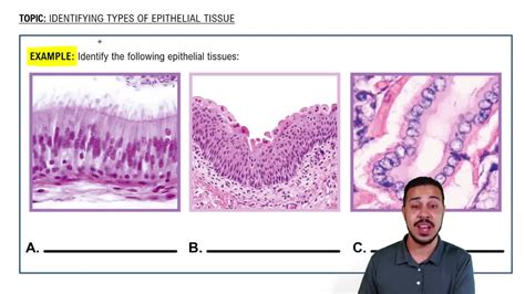 Identifying Epithelium | Review and Practice Questions - muktibox.com