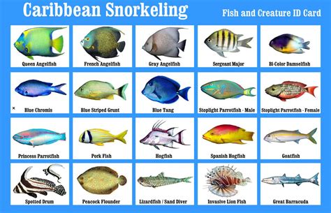 Identifying Reef Fish - Overview - Ocean First Institute - muktibox.com