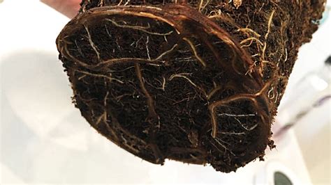 Identifying Root Rot - Signs Of Root Rot In Outdoor … - raincitystudios.com