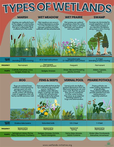 Identifying wetland types - Gov - raincitystudios.com