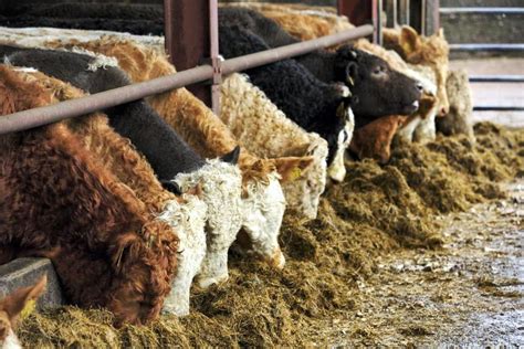 IFA report into beef industry prices delayed again - independent