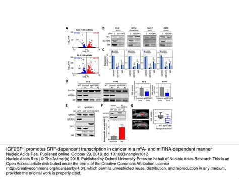 IGF2BP1 promotes SRF-dependent transcription in cancer in a m6A …