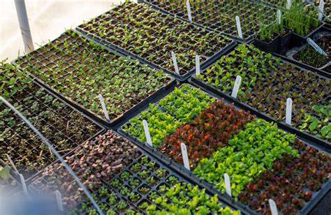 II.5 Nursery systems - International Rice Research … - raincitystudios.com