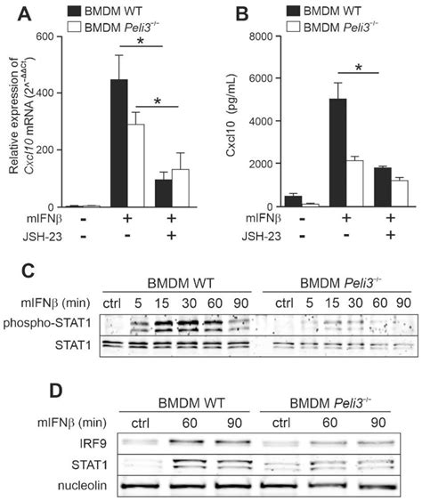 IJMS Free Full-Text IFNβ-Induced CXCL10 Chemokine …