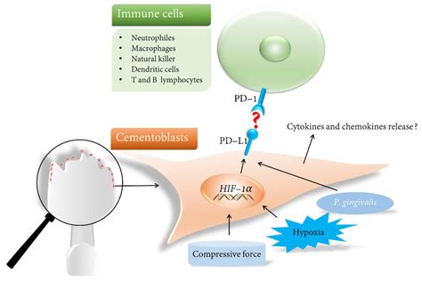 IJMS Free Full-Text PD-L1, a Potential Immunomodulator Linking ...