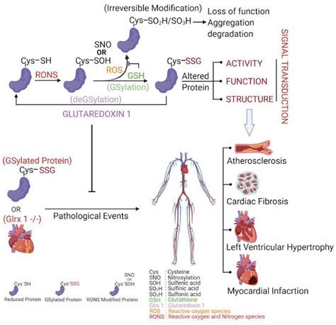 IJMS Free Full-Text Role of Glutaredoxin-1 and Glutathionylation …