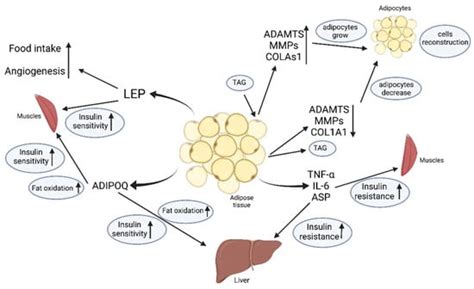 IJMS Free FullText Secretome of Adipose Tissue as the Key to