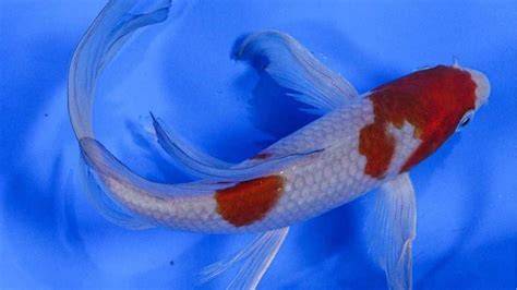 ikan Koi Babon - raincitystudios.com