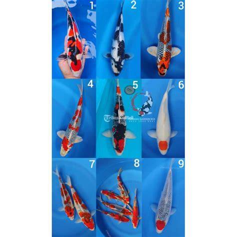 Ikan Koi Murah Harga Termurah - Kualitas Terbaik - raincitystudios.com