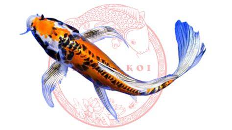Ikan Koi super - raincitystudios.com