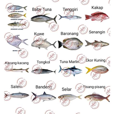Ikan laut dalam - Wikipedia bahasa Indonesia, ensiklopedia bebas - wintechmobiles.com