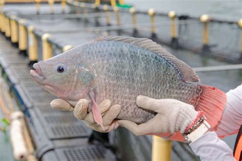Ikan nila - Wikipedia bahasa Indonesia, ensiklopedia … - raincitystudios.com