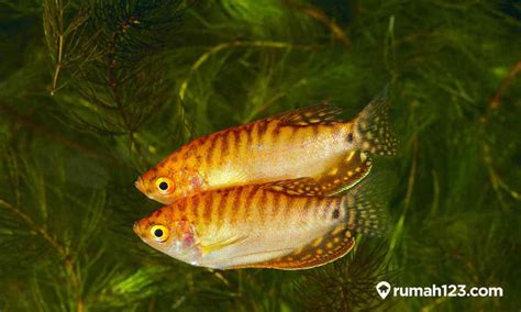 Ikan Sepat Makan Apa - raincitystudios.com
