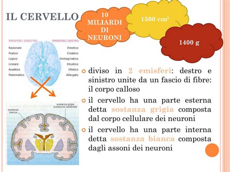 IL SISTEMA NERVOSO PowerPoint Presentation, free …